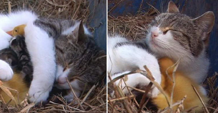 เจ้าเหมียวหอบลูกเป็ดเกิดใหม่มาเลี้ยง ไม่มีปรึกษาเจ้าของสัก