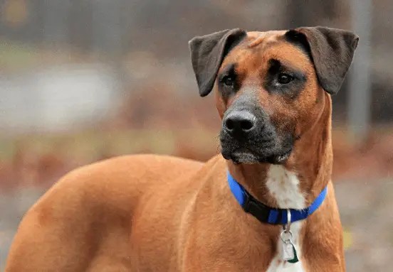 The Boxer Lab Mix aka Boxador Dogable