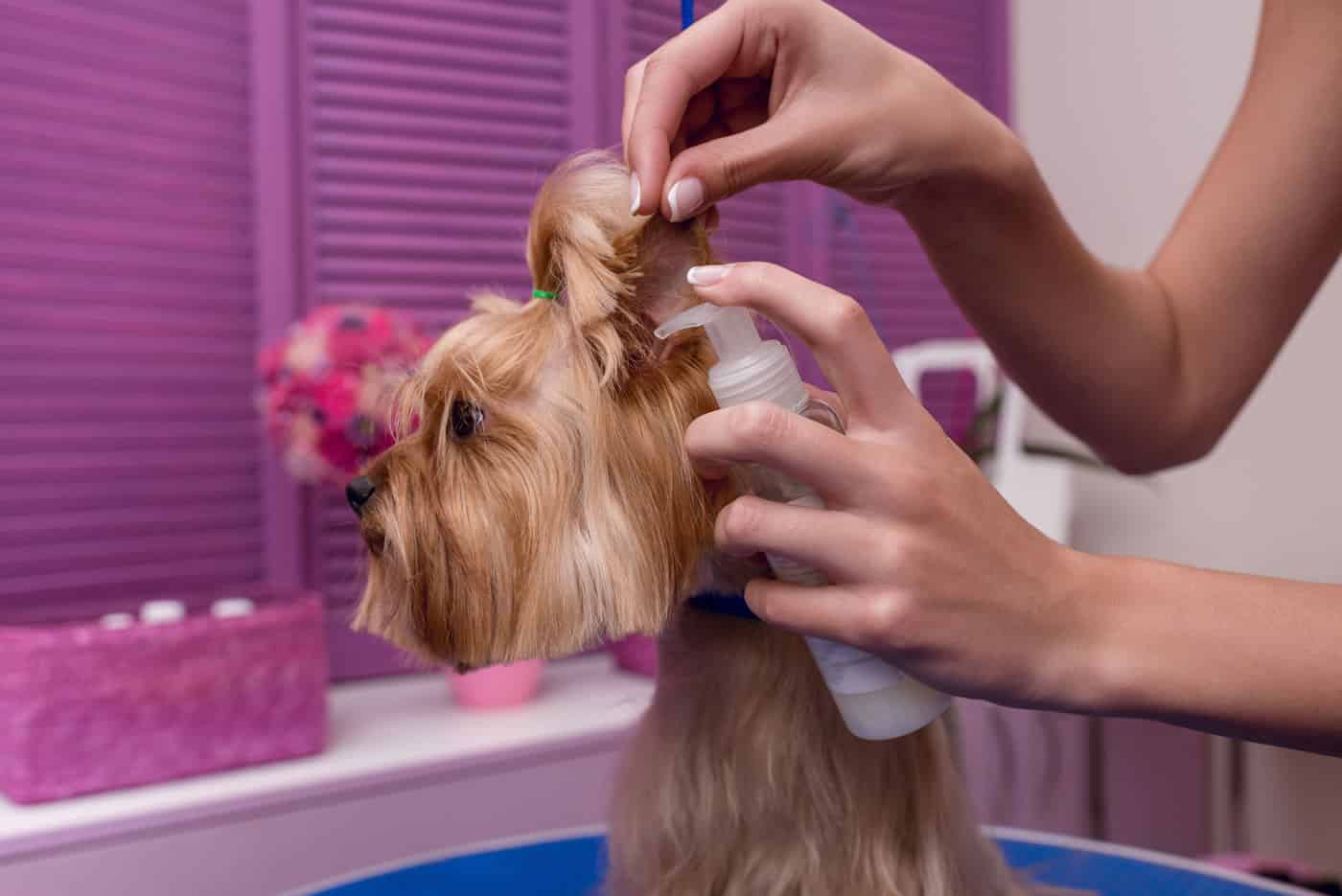 Best Dog Detangler Spray Dogable
