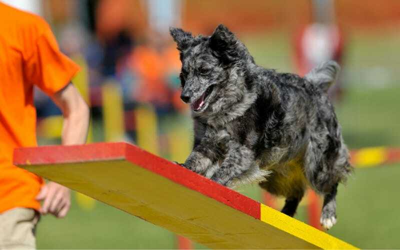 How to Find Mudi Puppies for Sale Dogable