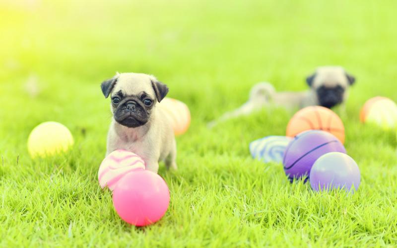 Toys For Pugs! Dogable