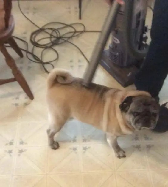 How Much Do Pugs Shed? Dogable