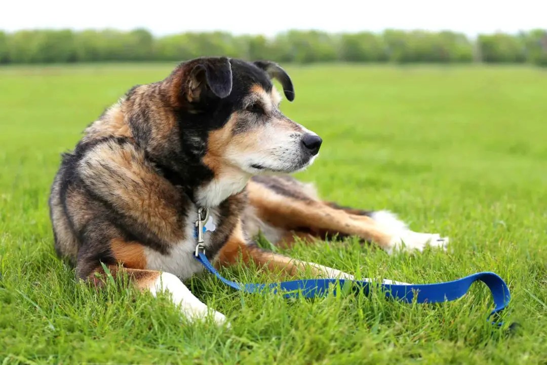 Learn about the German Shepherd Border Collie Mix aka the