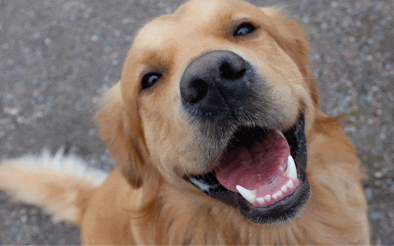 How to Teach Your Dog to Smile on Command Dogable