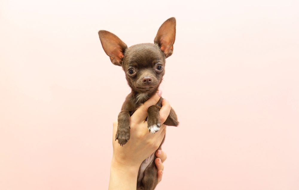 Teacup Chihuahua Dog Breed Guide Dog Academy