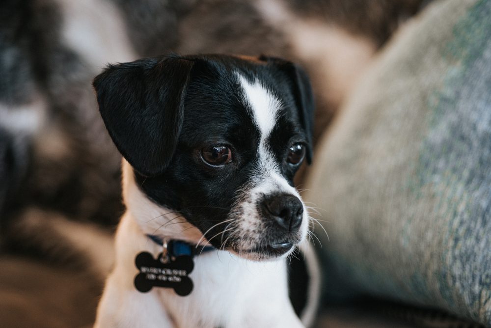 Jack Russell Chihuahua Mix Your Complete Guide