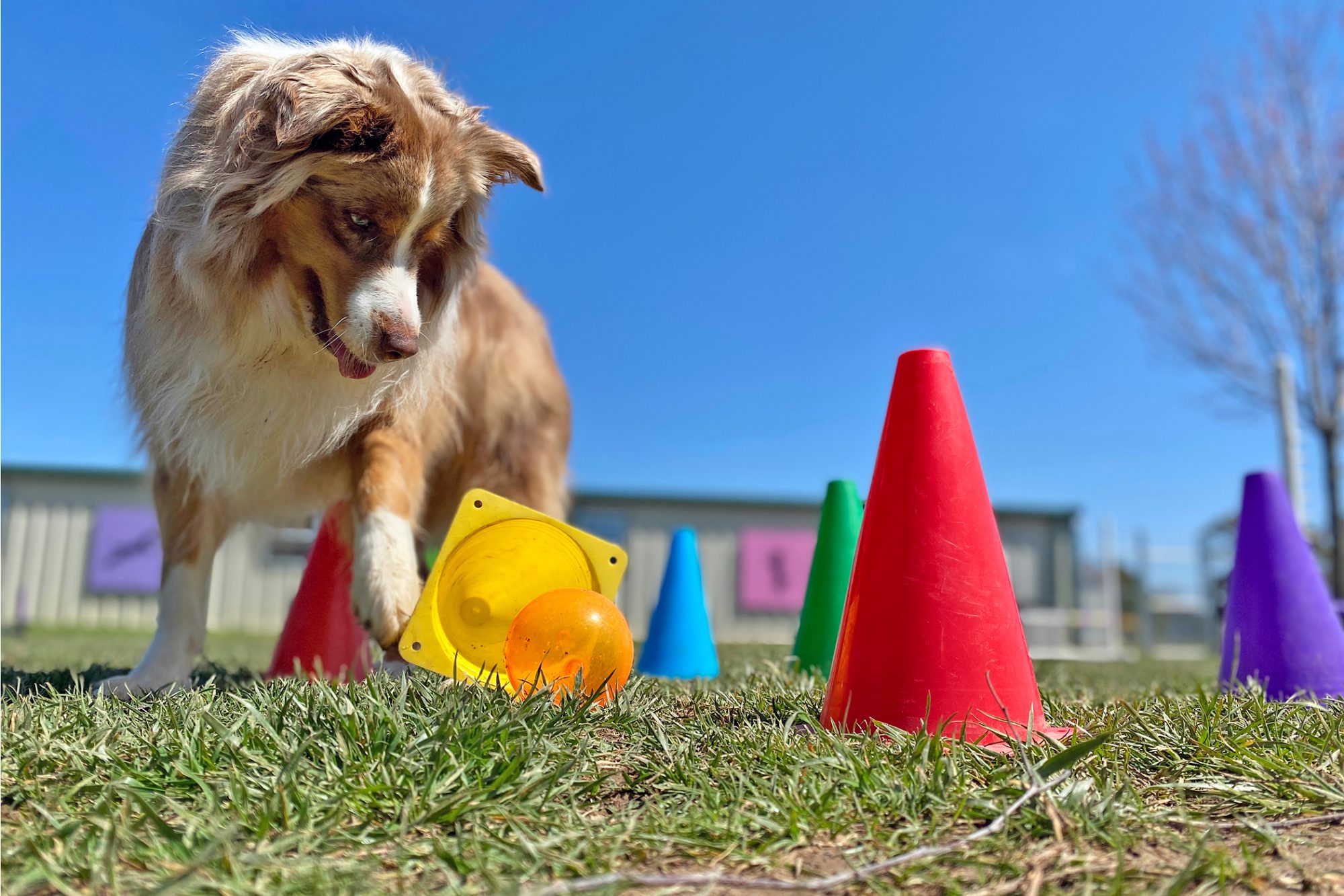 Day School Dog Academy