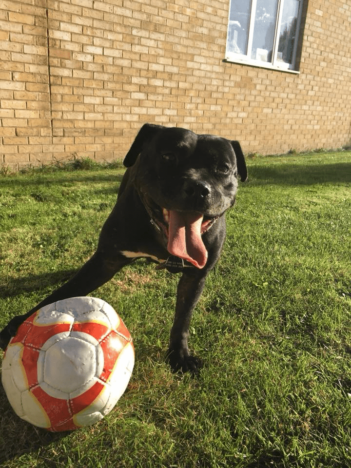 Why Won’t My Dog Sleep Through The Night?