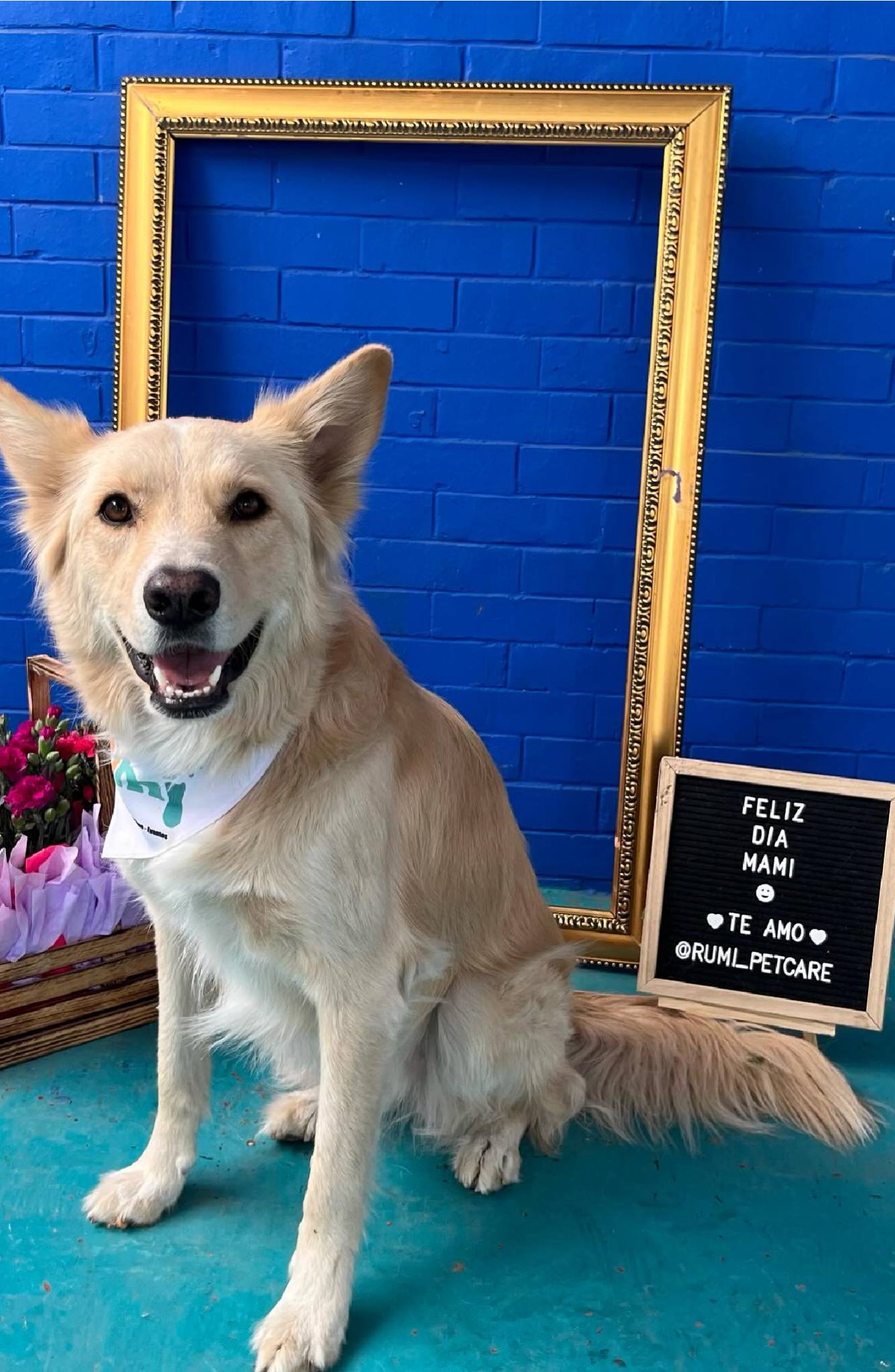 Rumi Petcare » DogAdvisor