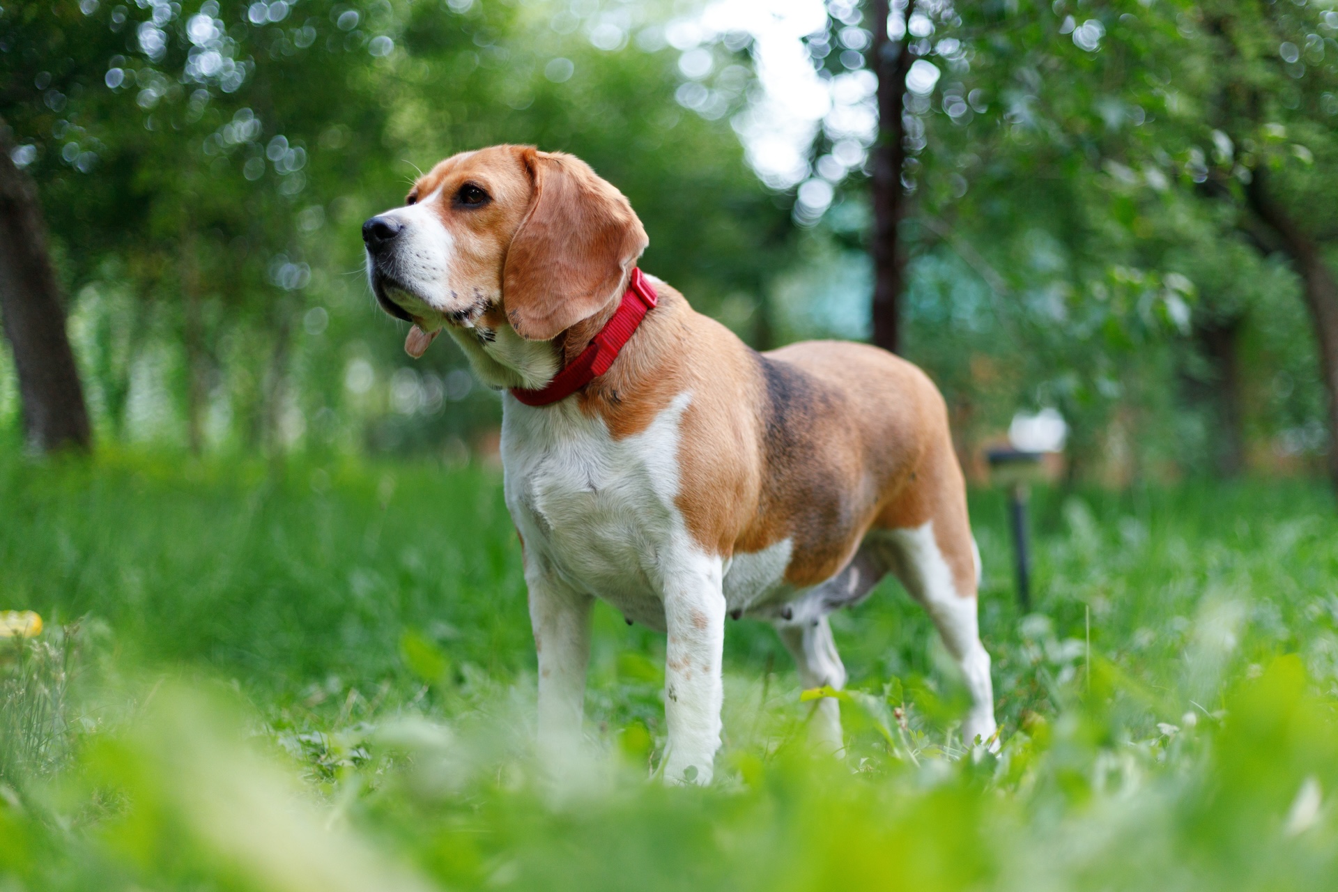 Strategies & Products That Help Beagles With Allergies Dog Allergy Tests, 5Strands, EasyDNA