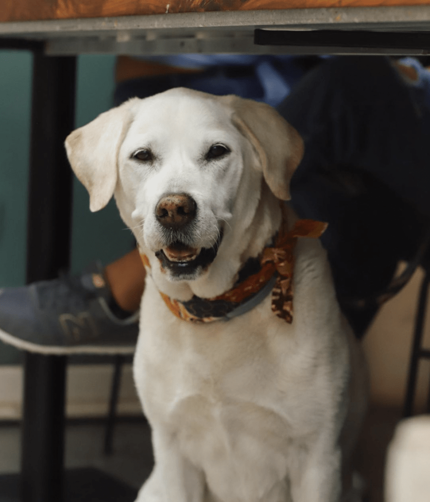 DogFriendly Bar Lisboa, Portugal, Rebel DogAllowed