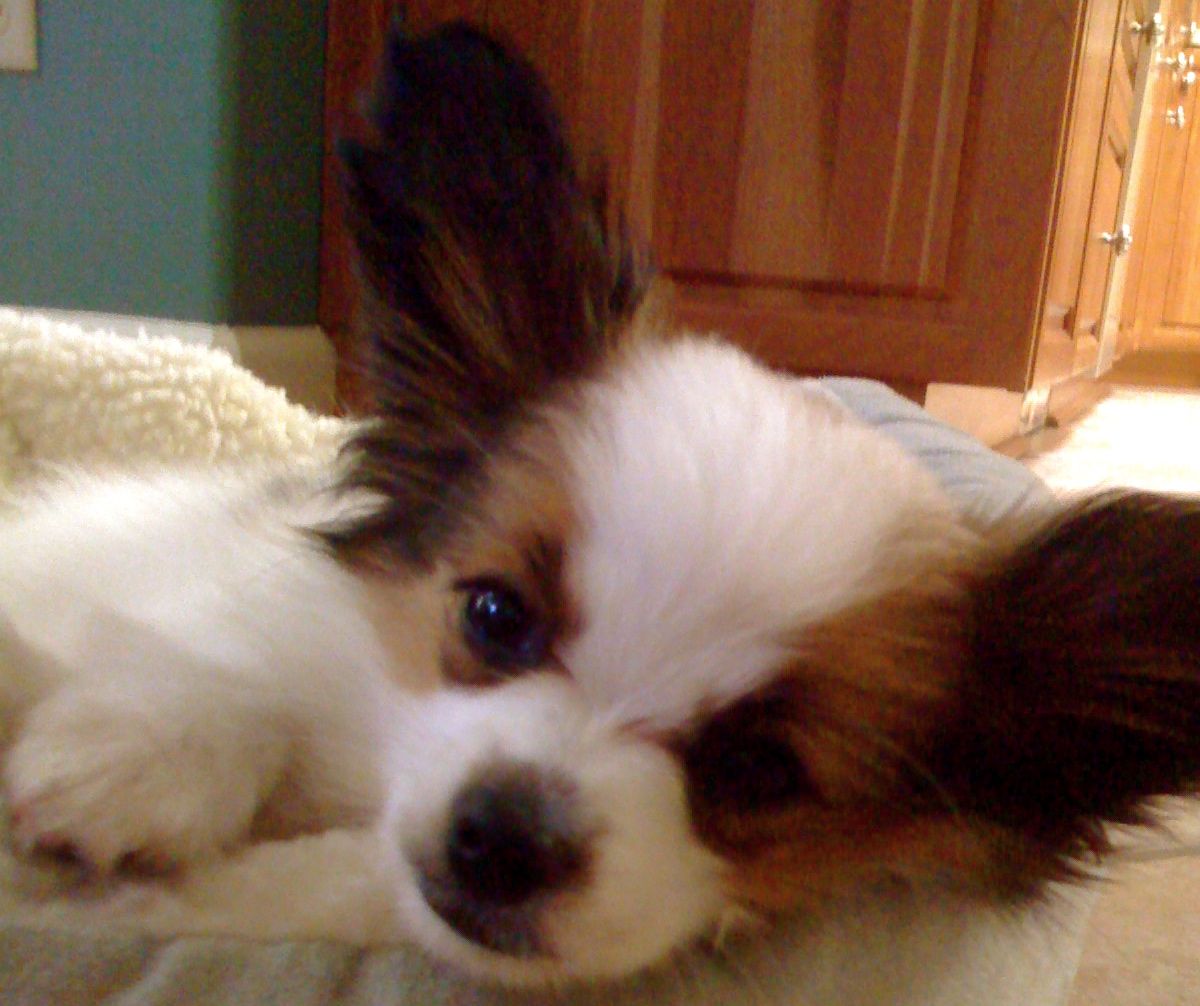 Vacuum Chasing DogMy Dog Barks and Attacks the Vacuum! Dog Puppy