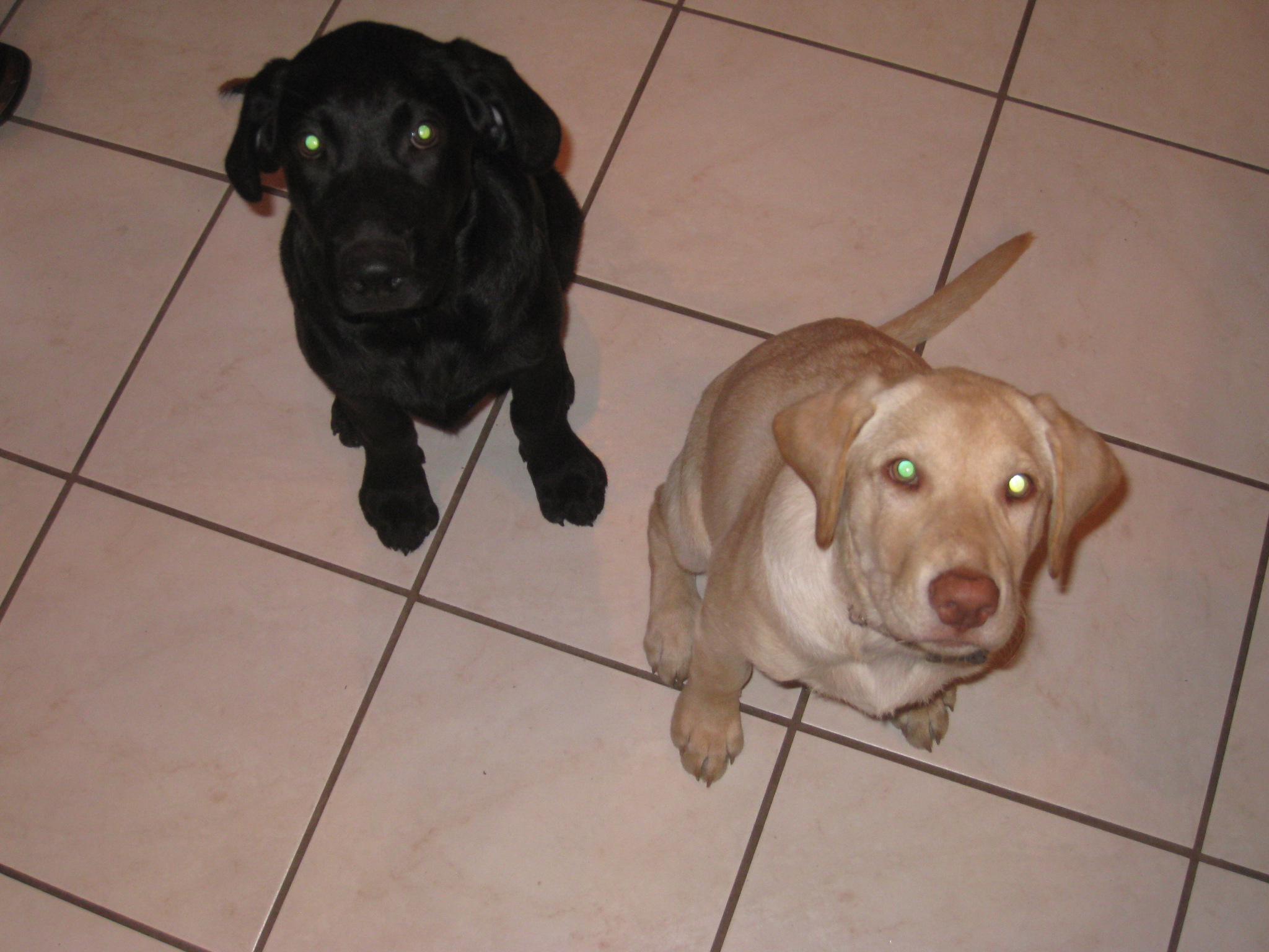 Challenges of Raising Puppy Litter Mates Dog Puppy Behavior Training Help