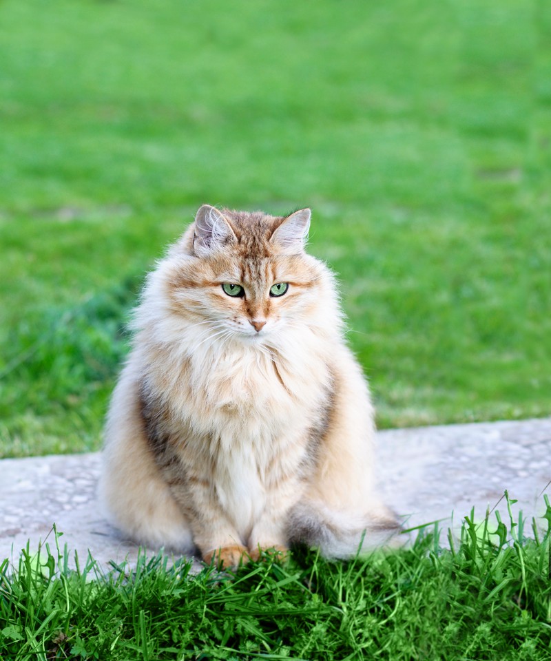 New Clients Dog & Cat House Calls Dog & Cat House Calls