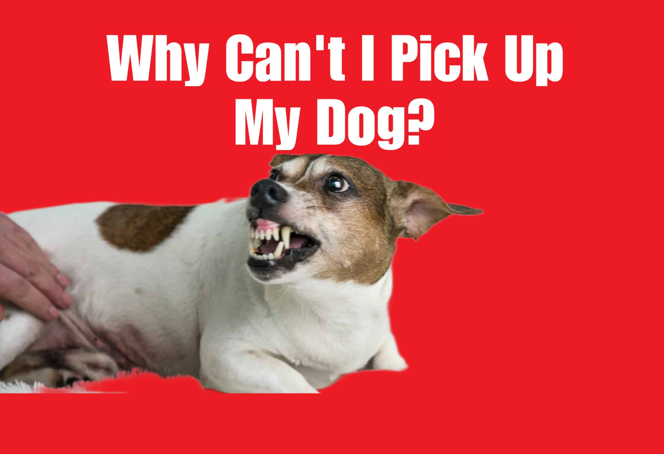 Ultimate Guide to Desensitizing Dogs That Dislike Being Picked Up A