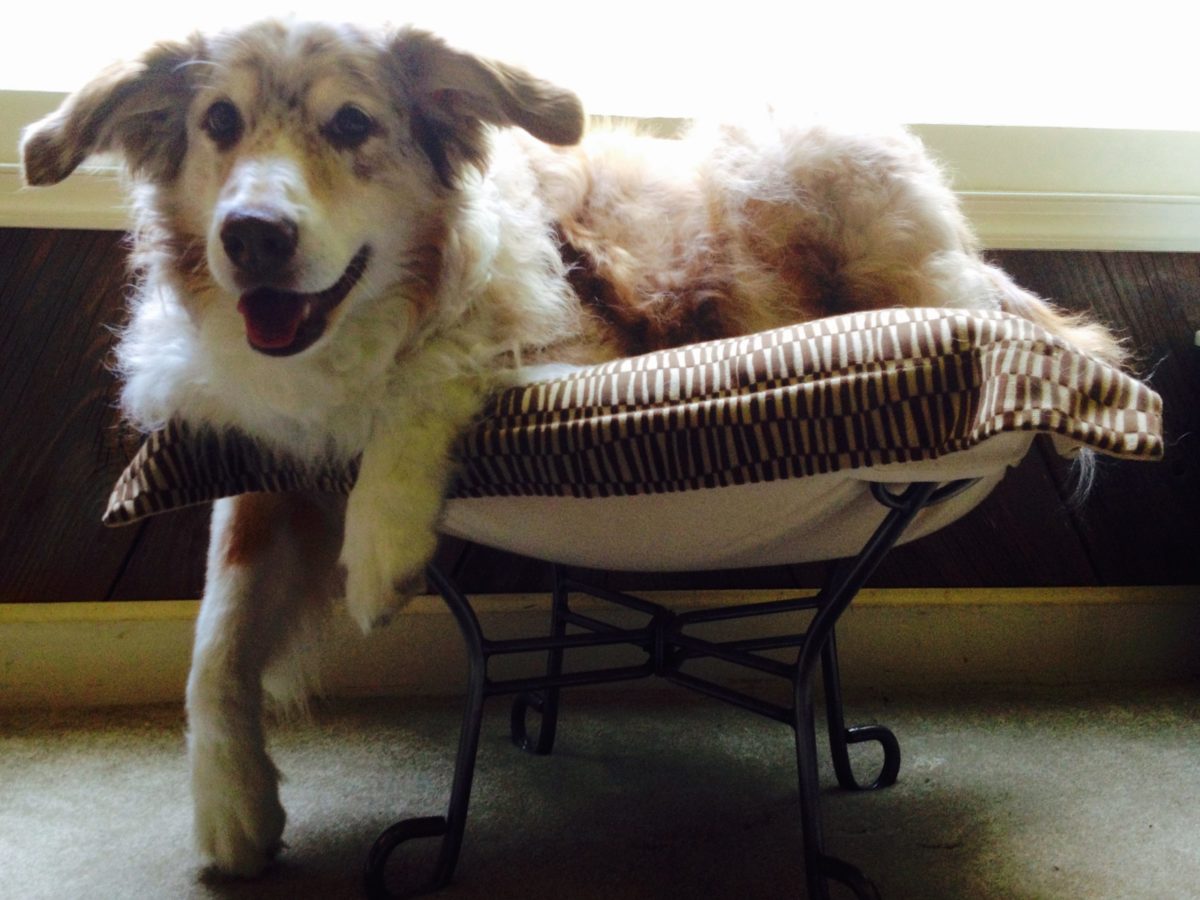 How Do I Stop My Puppy From Going Under The Couch