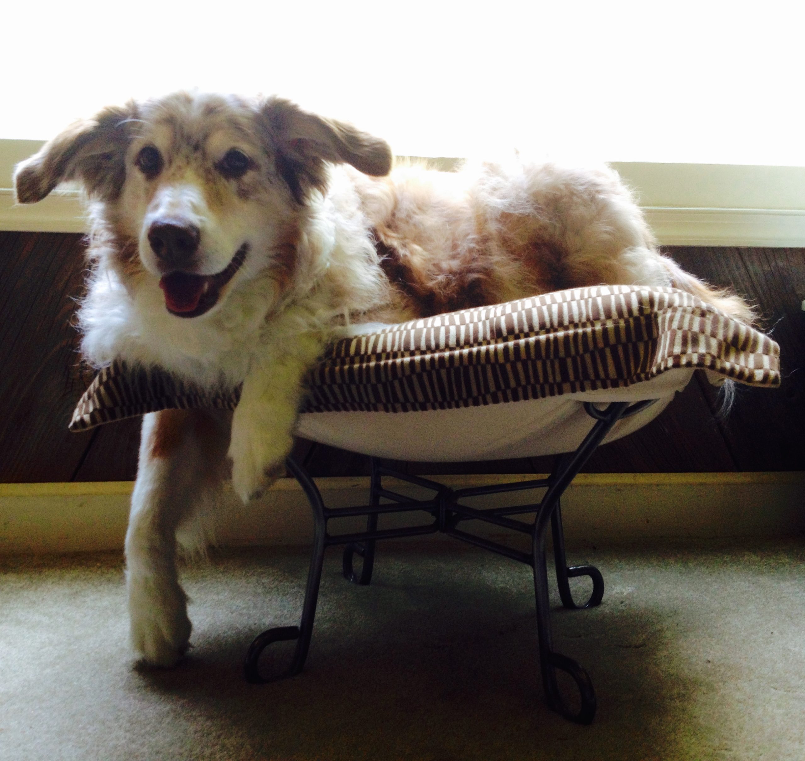 How To Keep Dog Off Couch When Not Home