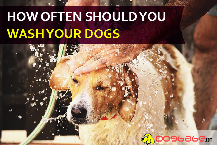 How Often Should You Wash Your Dogs? Complete Guide To Keep A Clean Mutt!