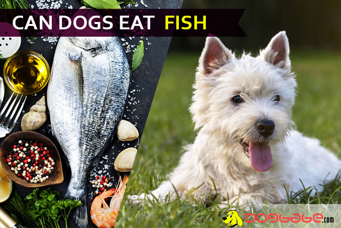 What Happens If A Dog Eats Fish Oil Pills DogWalls