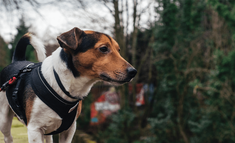 Best Dog Backpack Harness For Dogs To Wear