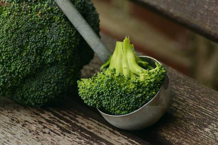 Can Dog Eat Broccoli or Not? Is It Safe and Healthy?