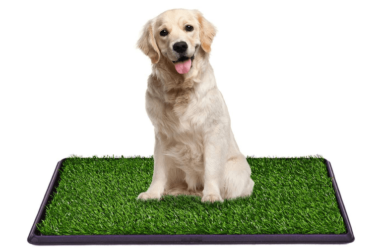 Best indoor dog potty in 2022 Potty train your dog