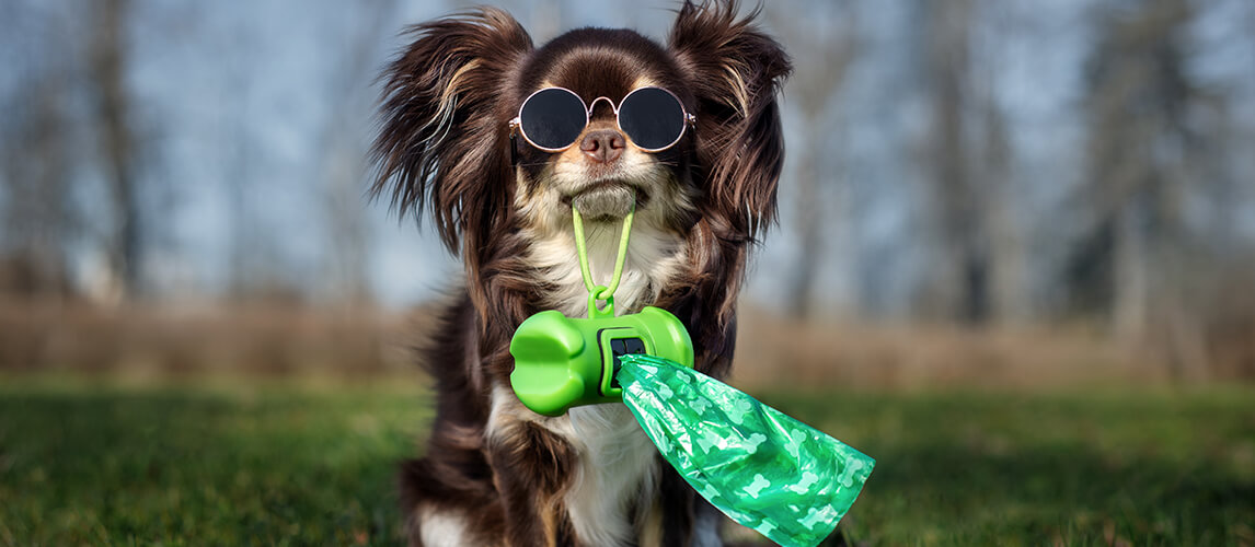 Best Dog Poop Bags Reviews ScentSational Cleanup