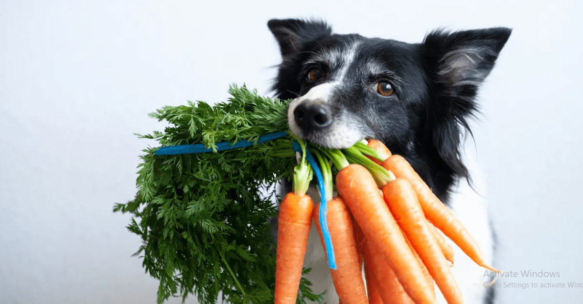 Are Carrots Good for Dogs? Complete Explanation Dog Barkings