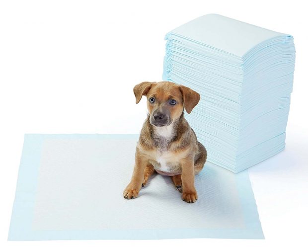 Top 4 Best Puppy Training Pads 2022 Reviews & Buyer's Guide