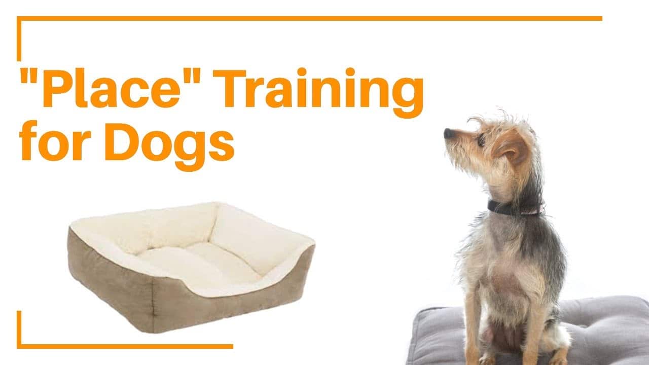Place Training for Dogs Dog Behaviorist Near Me