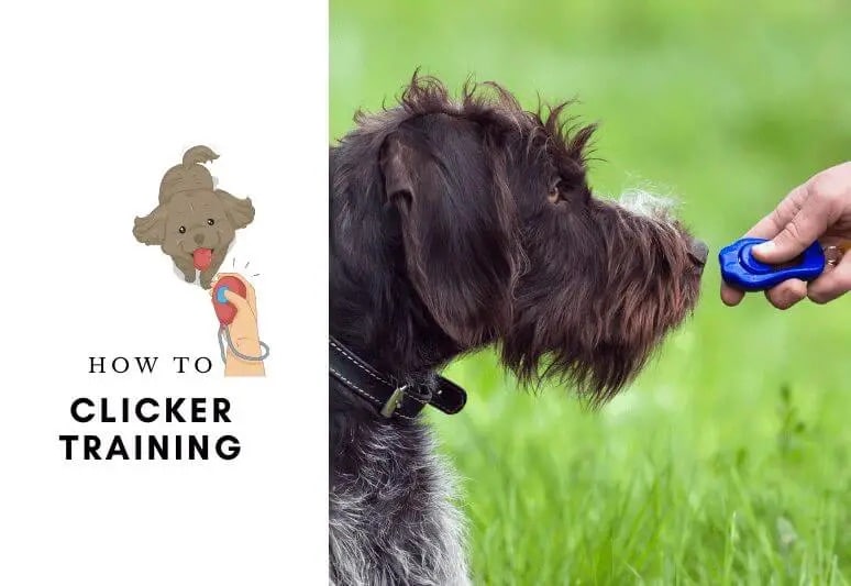 Clicker Training Dog Behaviorist Near Me