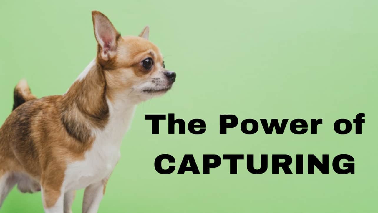 Dog Training Using Capturing Dog Behaviorist Near Me