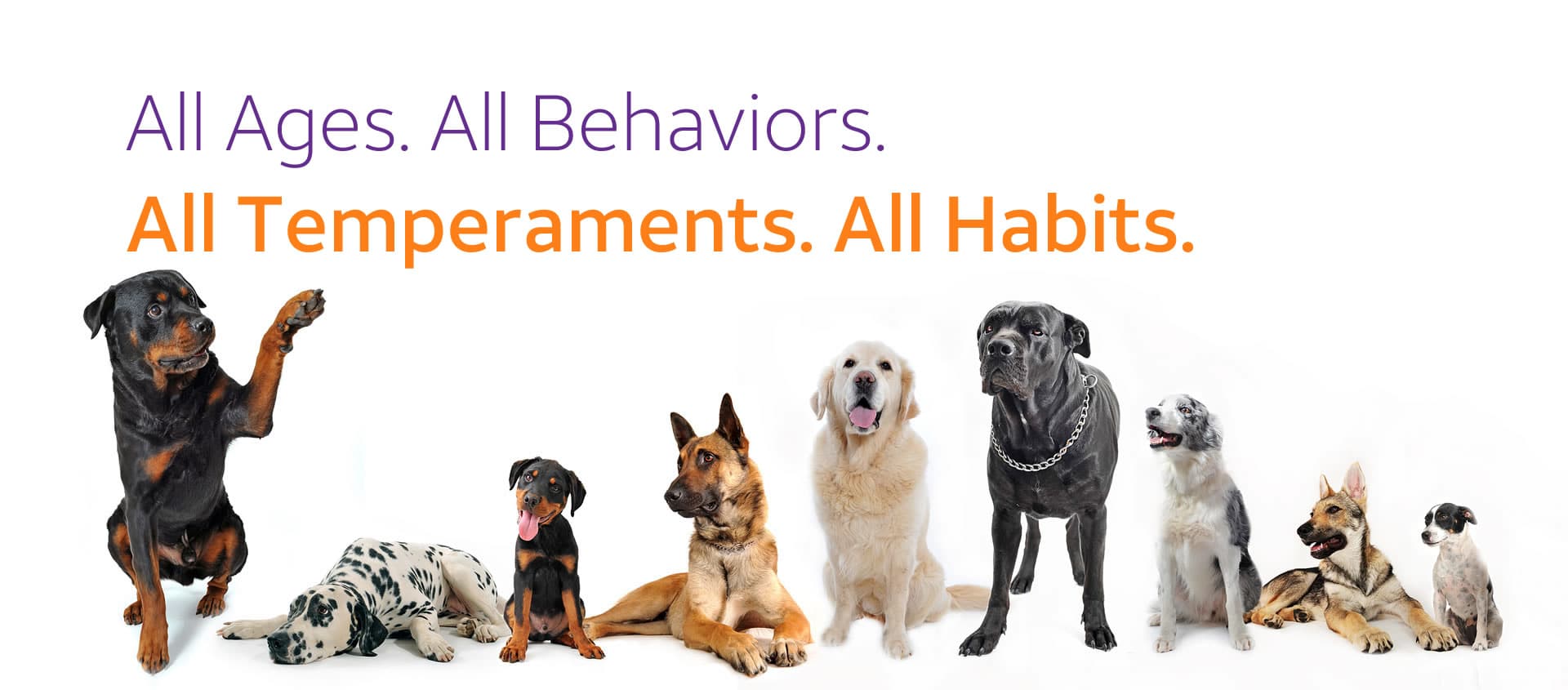 Dog Behaviourist Toronto