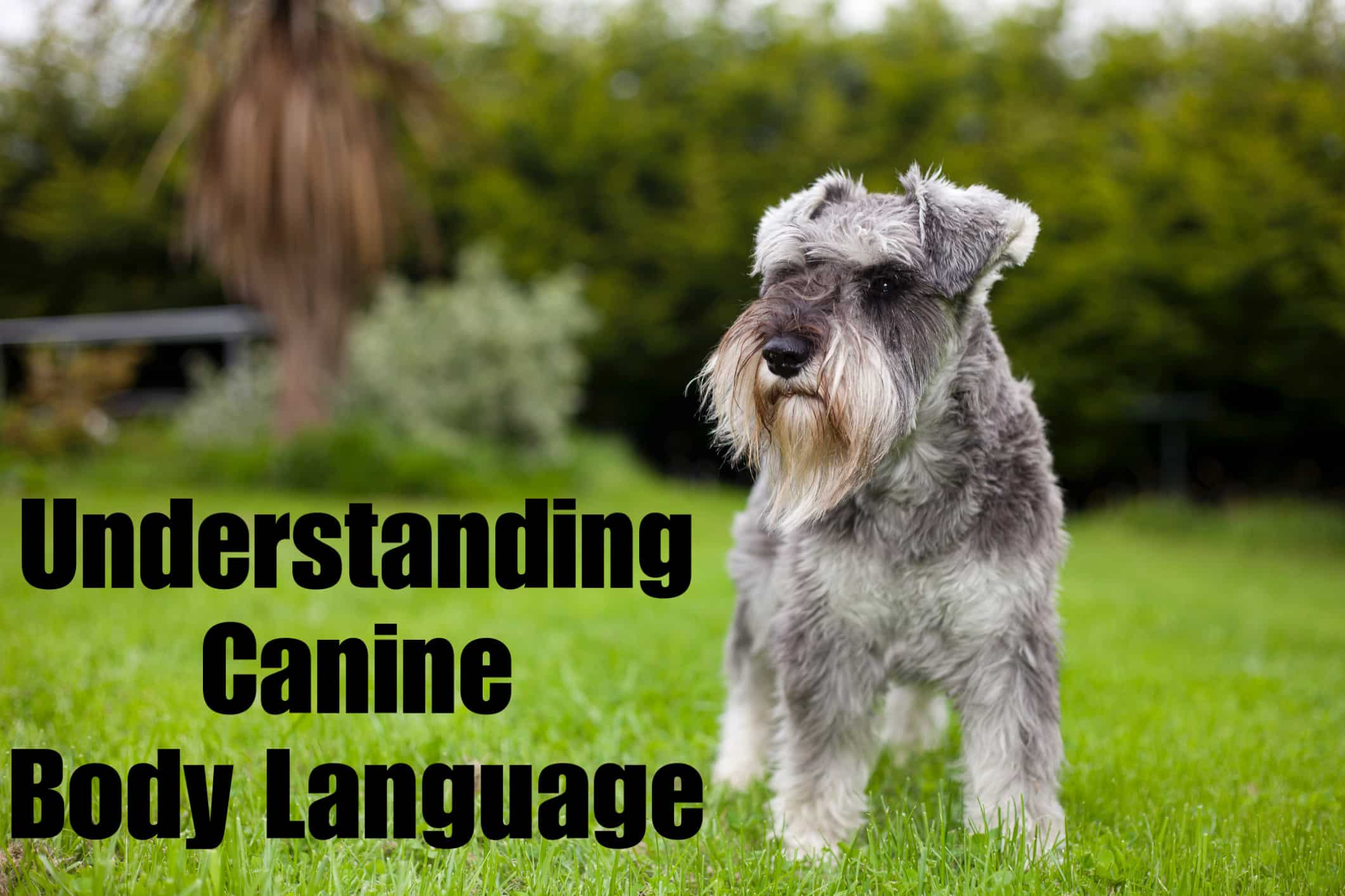 Canine Body Language Signals Guide Dog Behaviorist Near Me