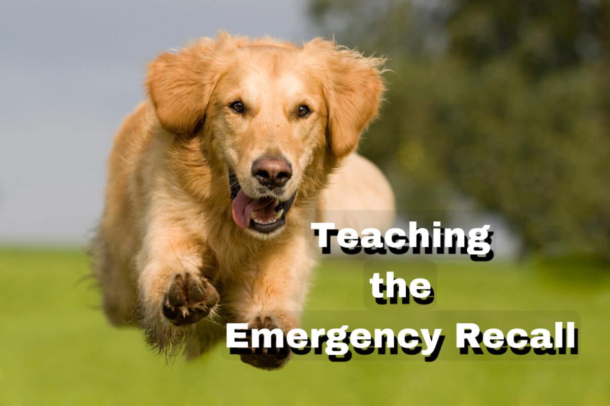 Free Dog Training Articles Dog Behaviorist Near Me