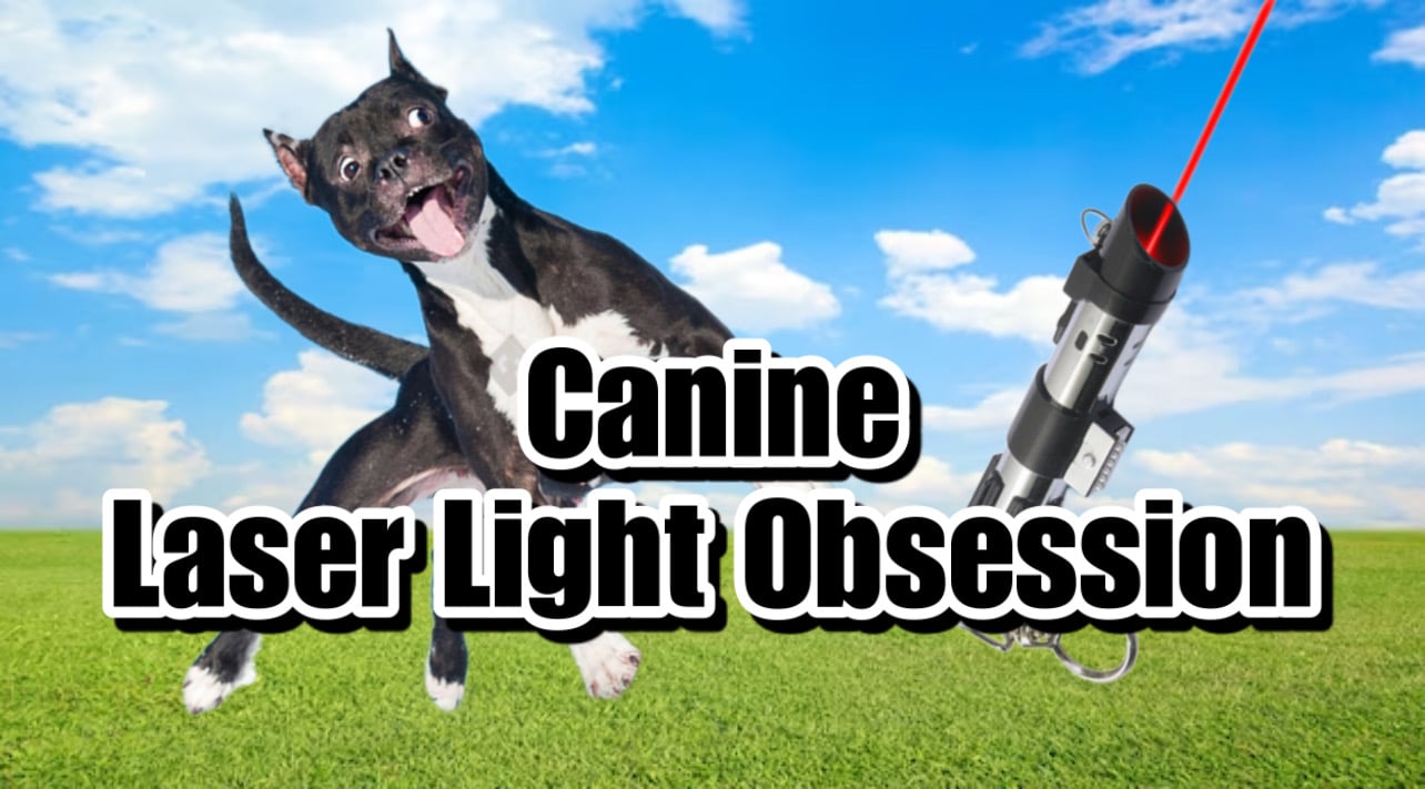 Laser Pointer Obsession in Dogs A Comprehensive Guide to Understanding