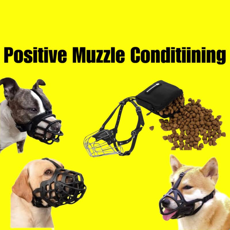 The Comprehensive Guide to Positive Muzzle Training for Dogs StepbyStep, ScienceBacked