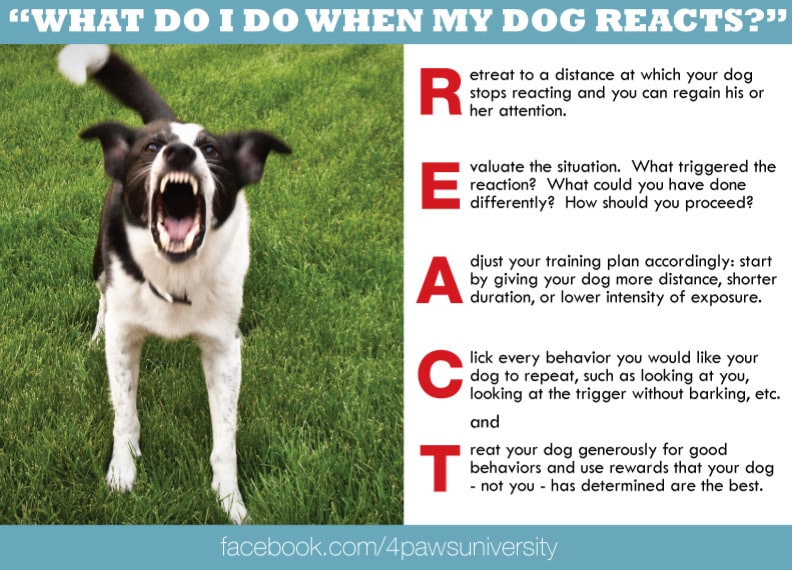 Comprehensive Guide, Reducing Dog Reactivity, and EvidenceBased