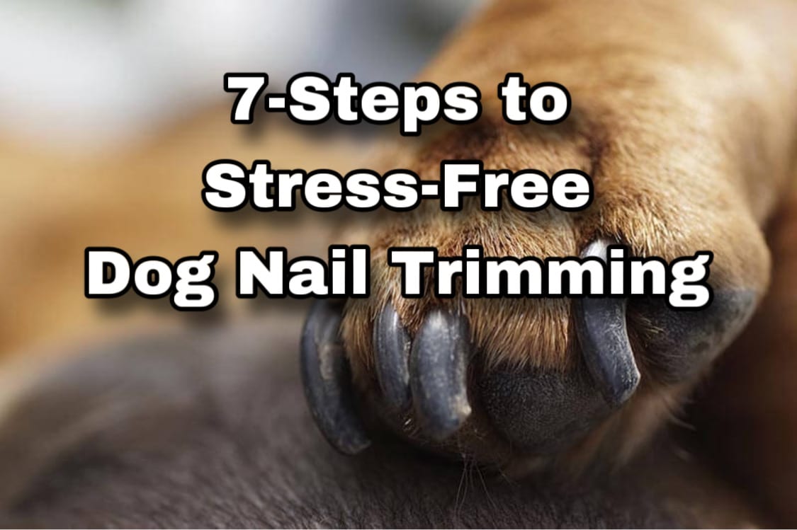 Mastering Dog Nail Trims A ScienceBased Guide to Desensitize