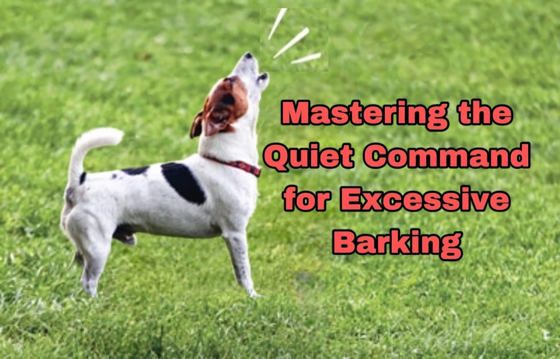 The Quiet Command and How to Stop Excessive Barking Dog Behaviorist