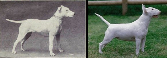 100 Years of Breed “Improvement” Science and Dogs