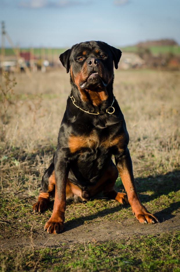 Huge Rottweiler Dog Attacks Small Kitten! Dog Blab
