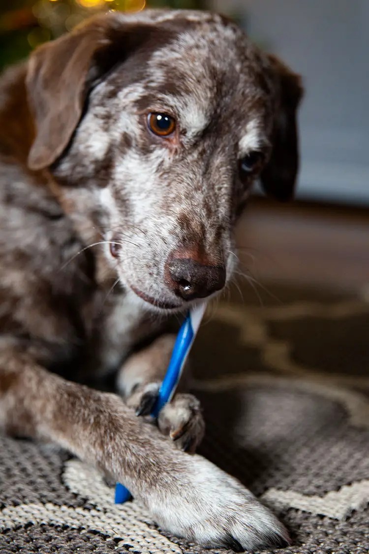 Why You Should Let Your Dog Brush His Own Teeth