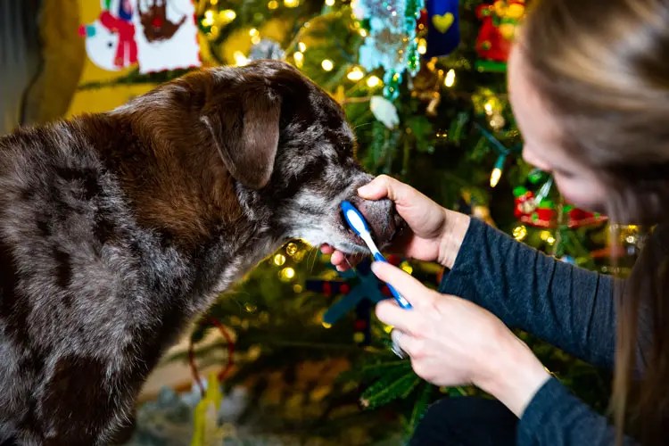 Why You Should Let Your Dog Brush His Own Teeth
