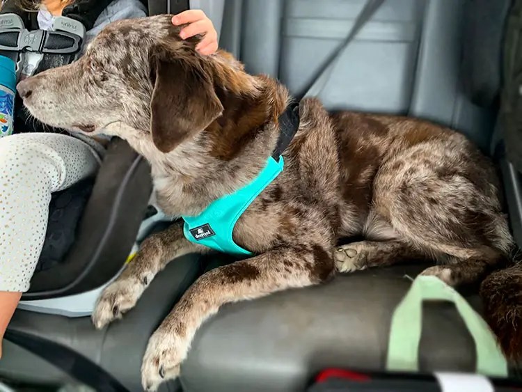 Bringing Your Dog To Disney World!