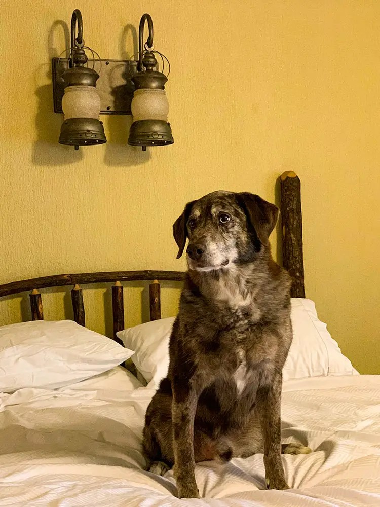 Bringing Your Dog To Disney World!