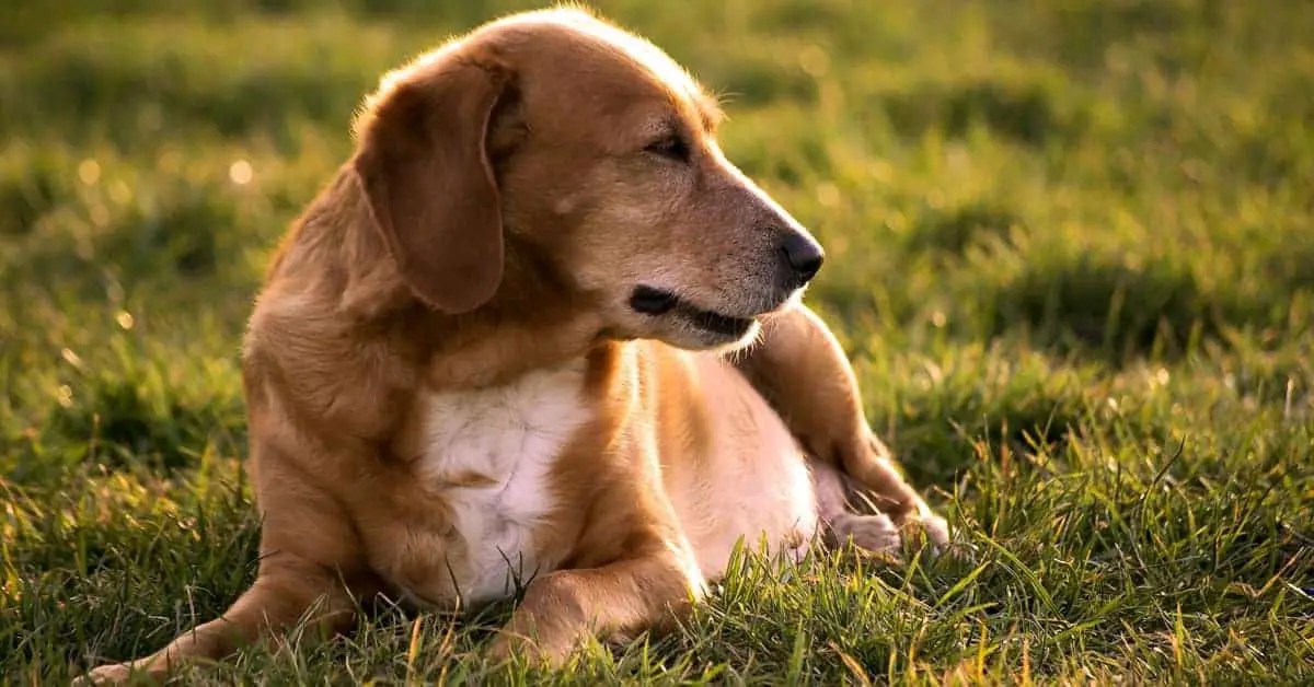 Why Do Dogs Lay In The Sun? How Sunlight Affects Your Dog