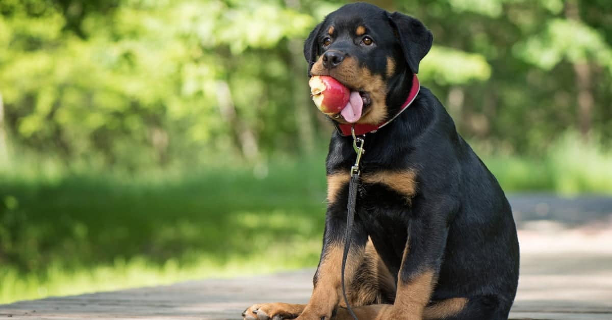 Best Food For Rottweiler Puppy Dogs Reviews, Tips And Top Choices