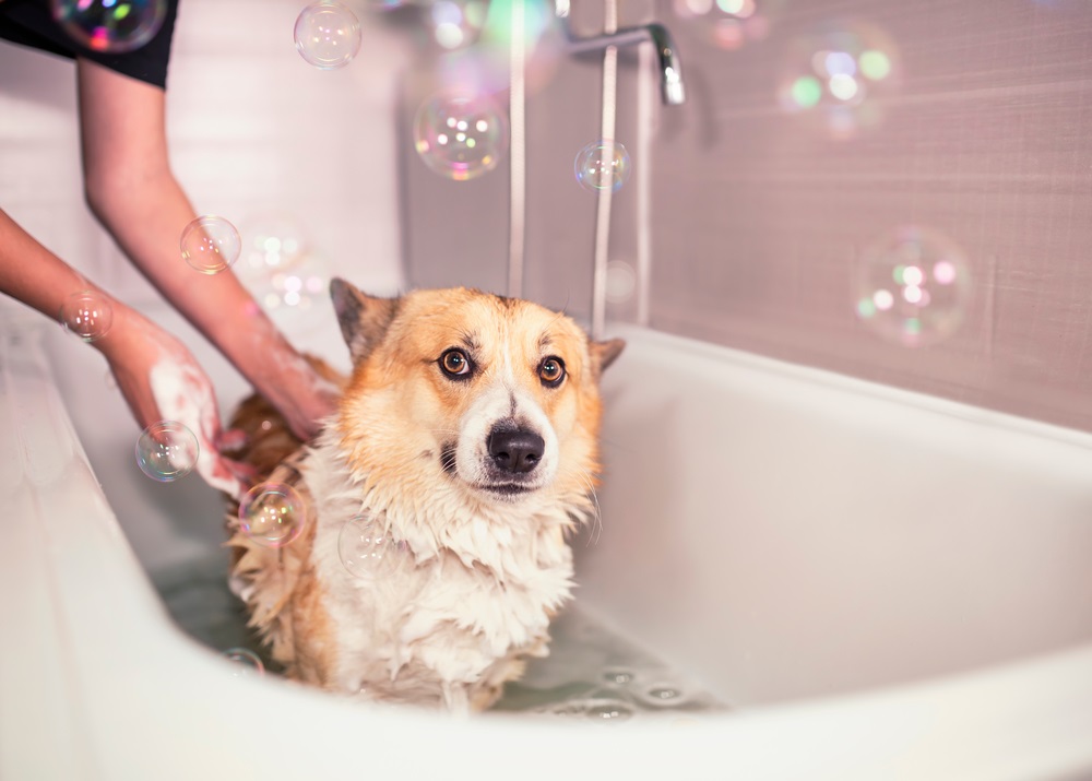 Best Dog Shampoo For Shedding