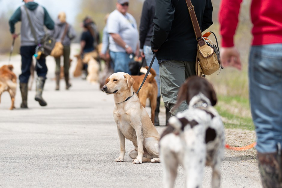 Training Dogs The Issue of Time DogBone Hunter